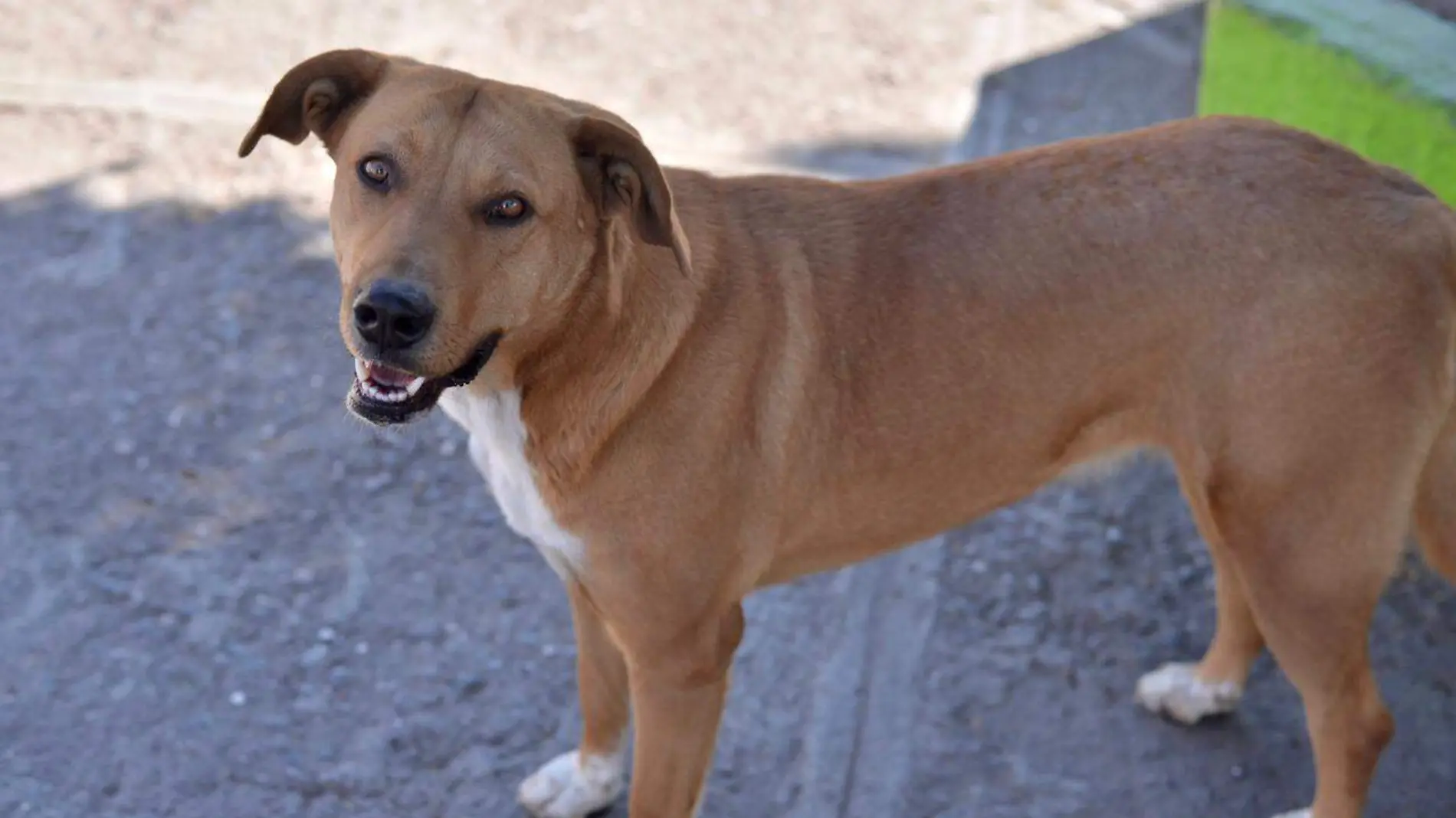 perro perros perritos de la calle 3